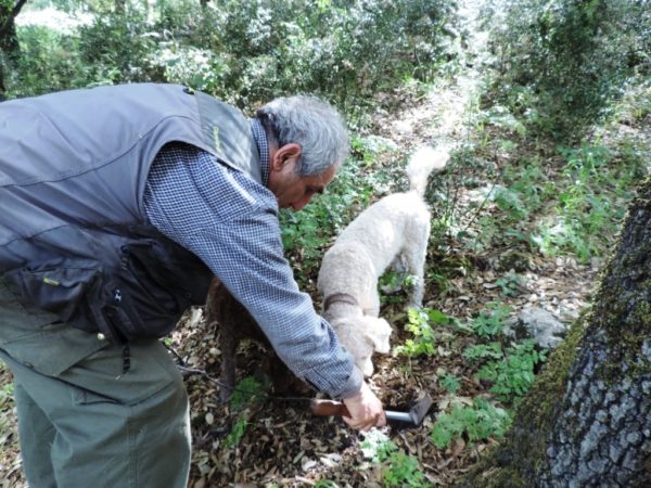 cavare tartufi siciliani