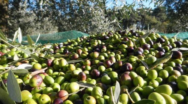 estrazione olio extravergine di oliva