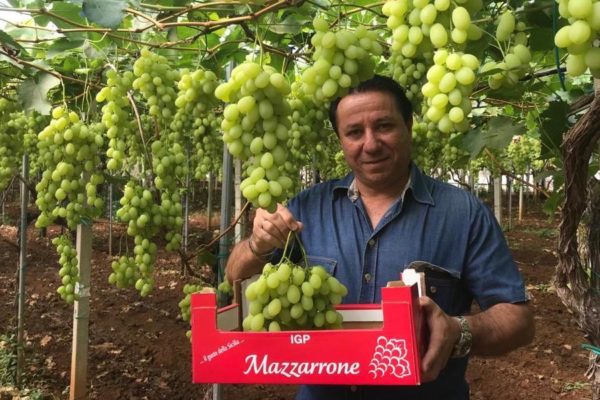 Gianni Raniolo uva da tavola Mazzarrone Igp