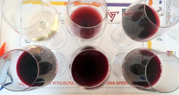 vini da vitigni antichi