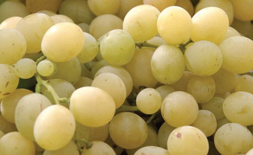 Al via raccolta di uva da tavola: è ‘boom’ per le varietà senza semi