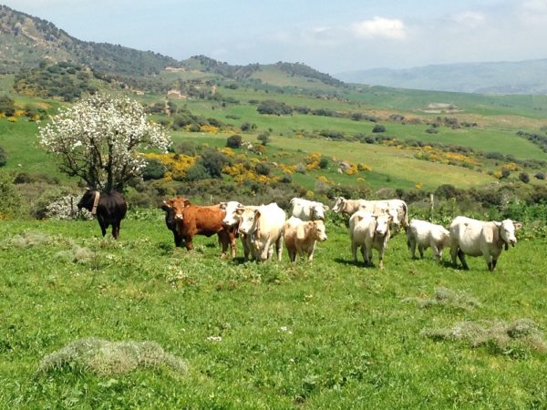paesaggio-rurale-sicilia