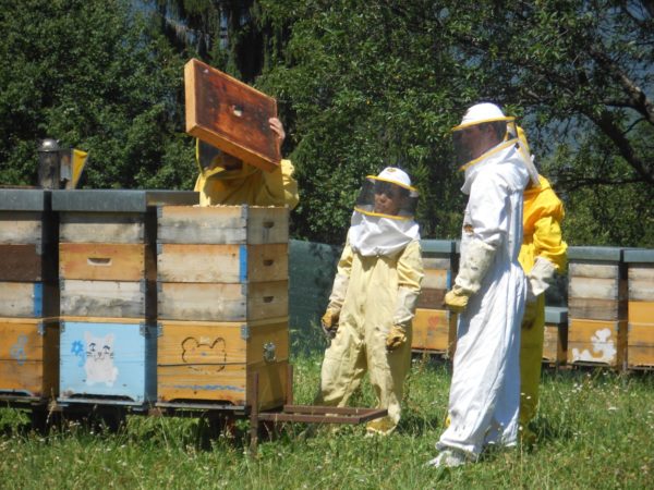 giovani-apicoltura