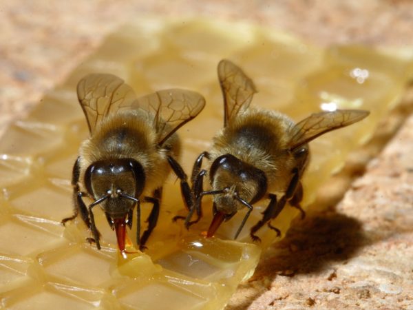 apicoltura-naturale