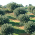 comparto olivicolo oliveto intensivo
