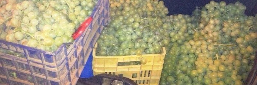 furti d'uva
