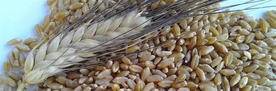Pagamento accoppiato Pac per il grano duro: obbligo di seme certificato