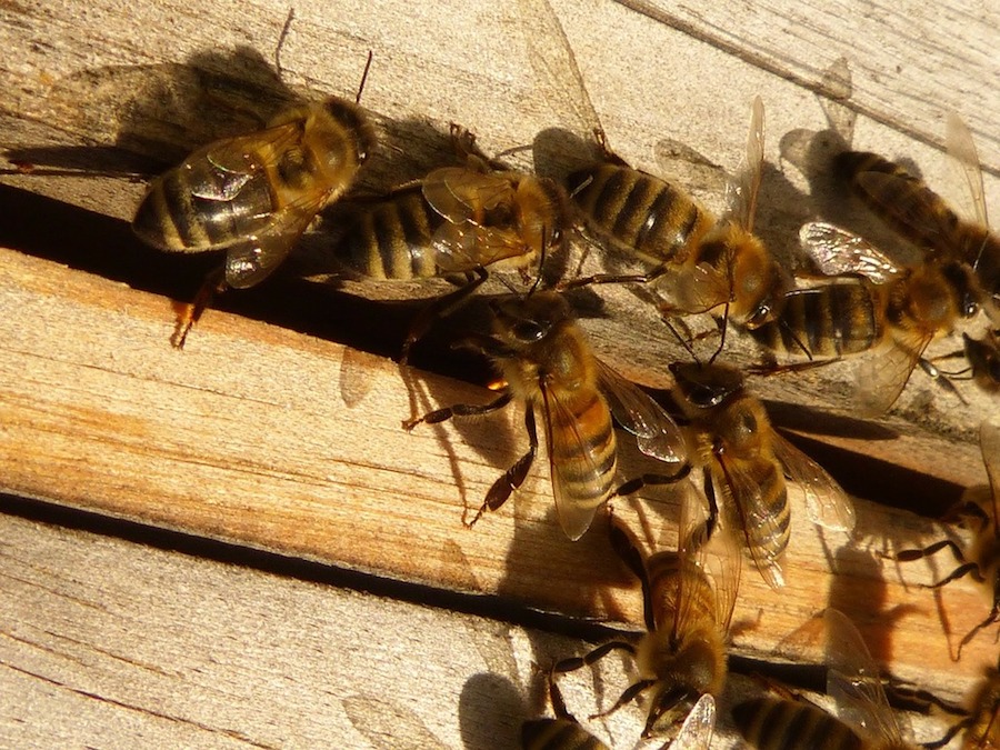 api apicoltori