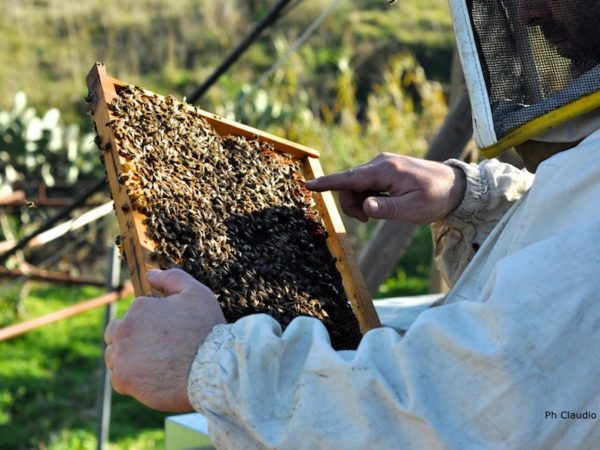 corsi per apicoltori