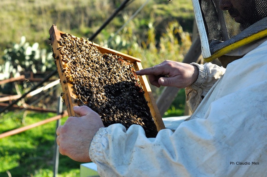 corsi per apicoltori