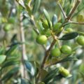 olivicoltura Sicilia