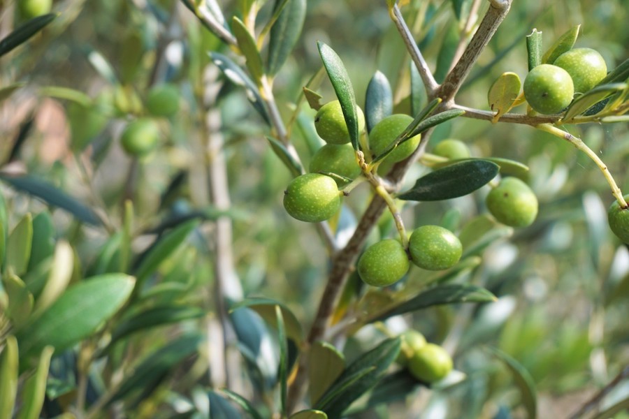 olivicoltura Sicilia