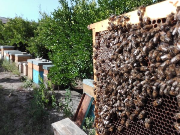 apicoltura biologica