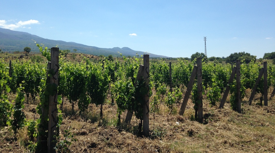 Piano vitivinicolo regionale, concordate le misure per la filiera del vino