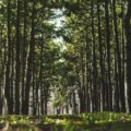 sottomisura 8.1 forestazione