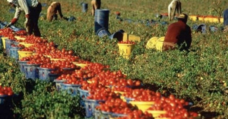 L’Italia è prima per la raccolta di pomodori: il 40% di tutta l’Ue