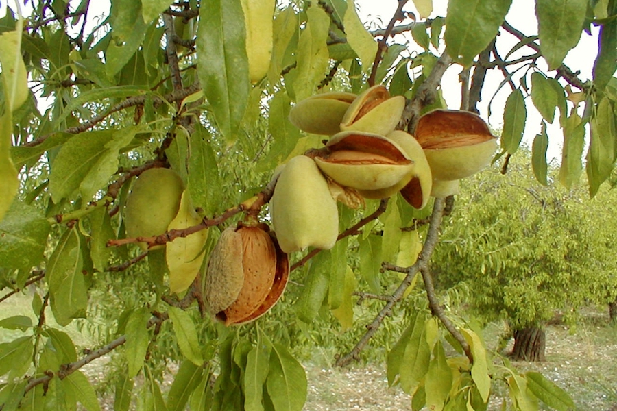 Agrumi, mandorli e olivi da salvaguardare: il “progetto Prometeo” tutela le colture arboree mediterranee