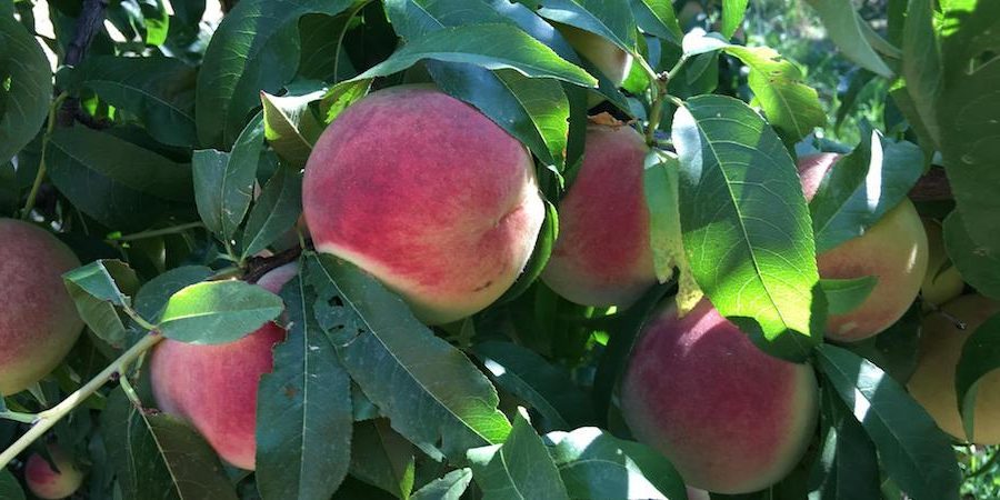 Alberi da frutto illegali anche in Sicilia: aumentano i controlli alle aziende agricole