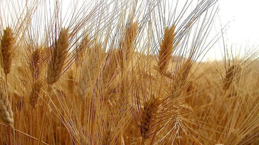 Esportazione di grano dal Kazakistan: crescita del 17%