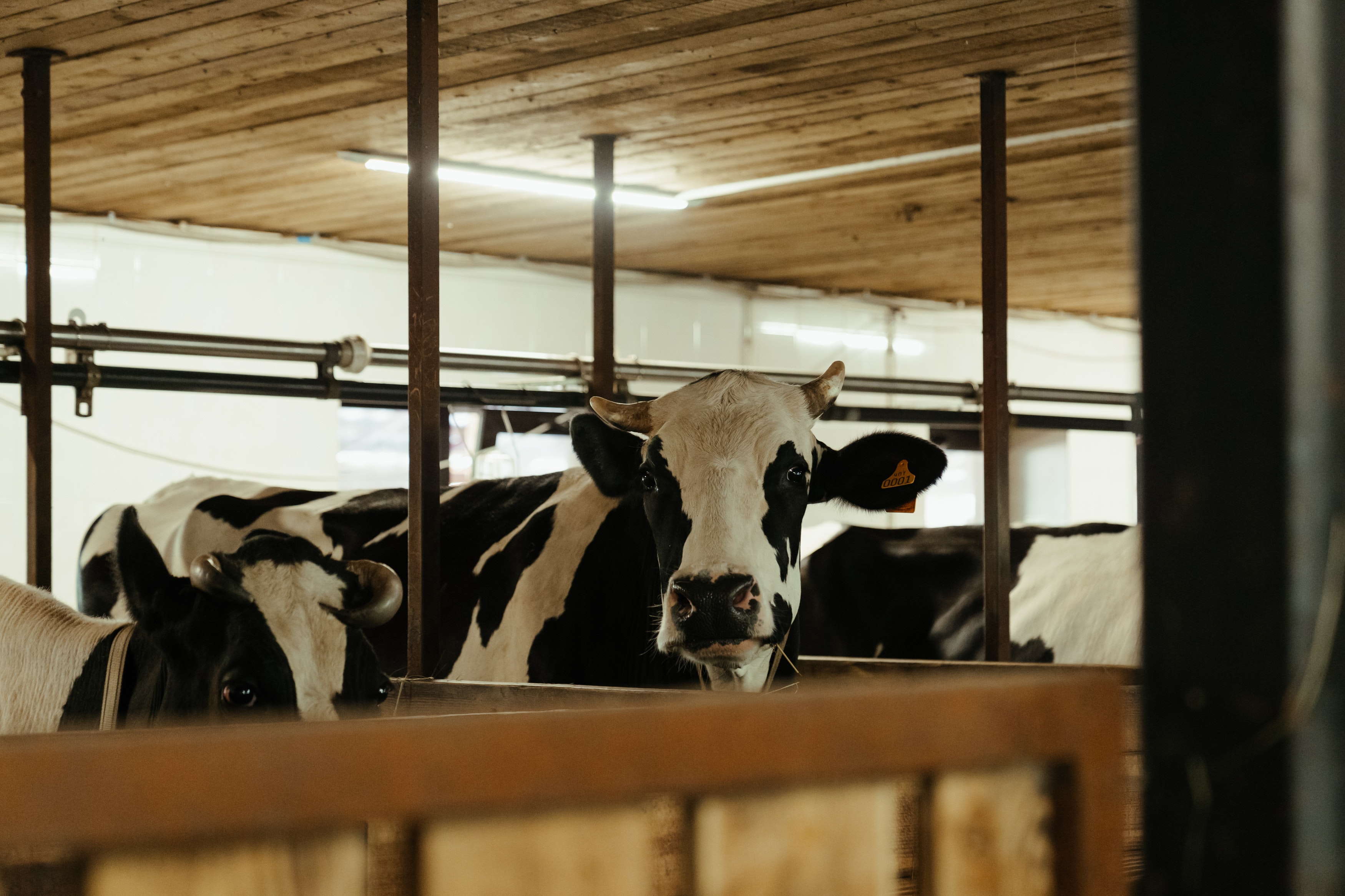 Mucche stressate dall’afa, producono il 10% di latte in meno