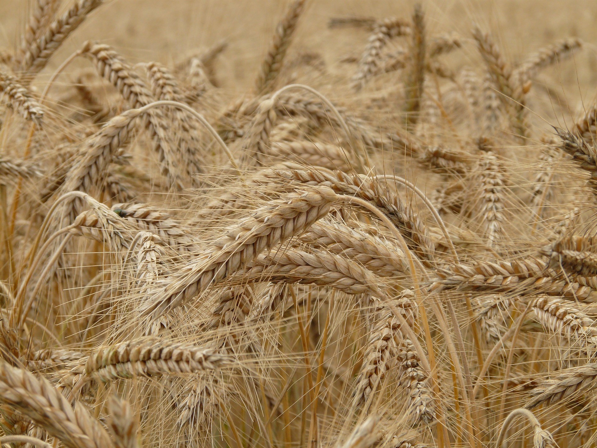 Il caldo killer taglia la raccolta di grano, -10% della produzione