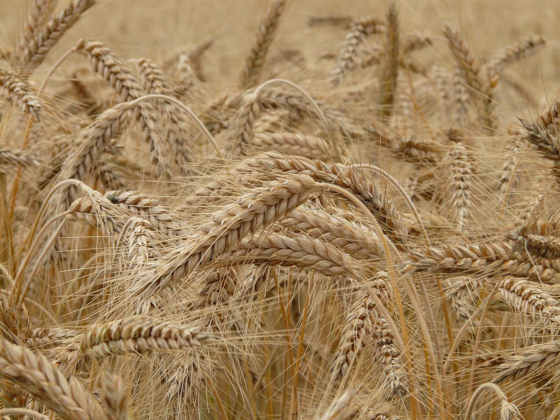 Ucraina: Coldiretti, – 60% prezzi del grano. Sos speculazioni
