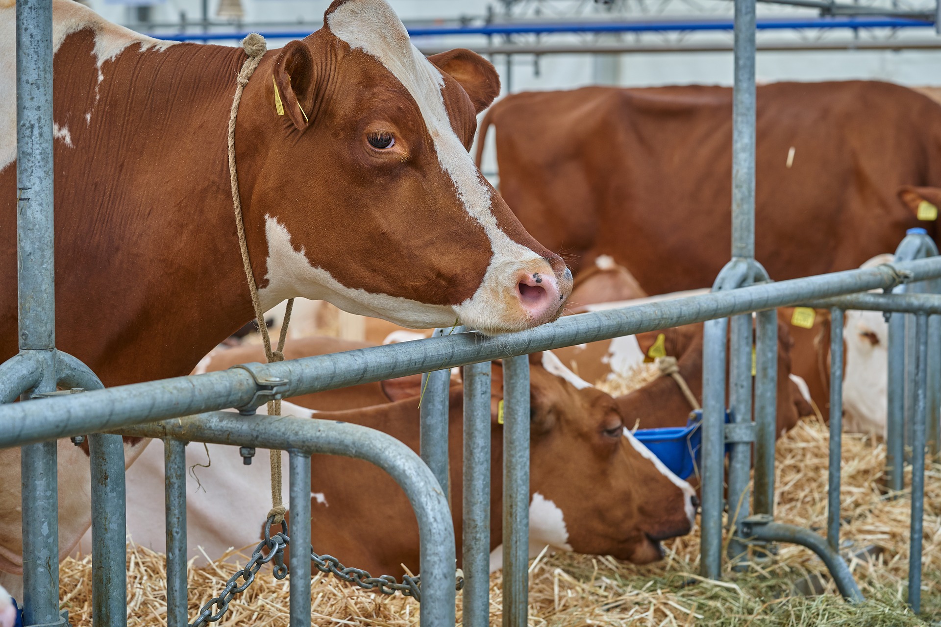Caldo, soffrono anche le mucche: -15% di latte