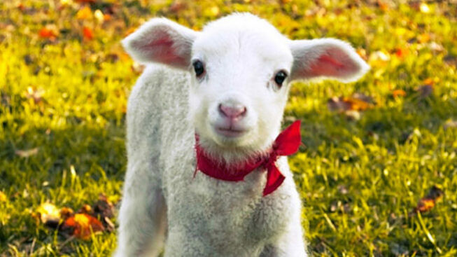Mattanza di agnelli a Pasqua: 2mln uccisi per la tavola