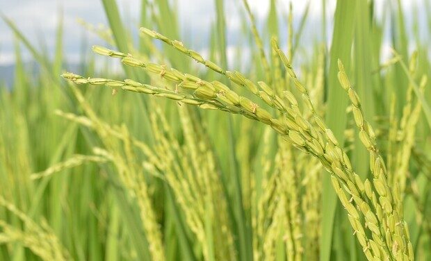 Nel riso scoperto un meccanismo che regola la fioritura