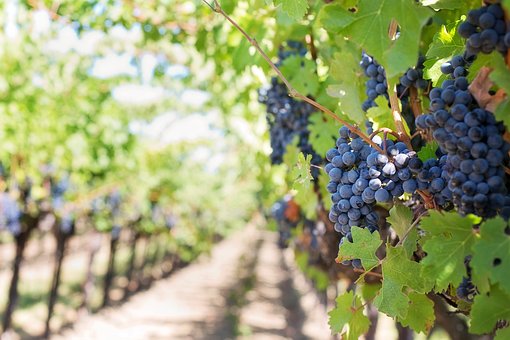 Crisi per uva da tavola, le richieste di Fedagricoltura e Cifa Italia