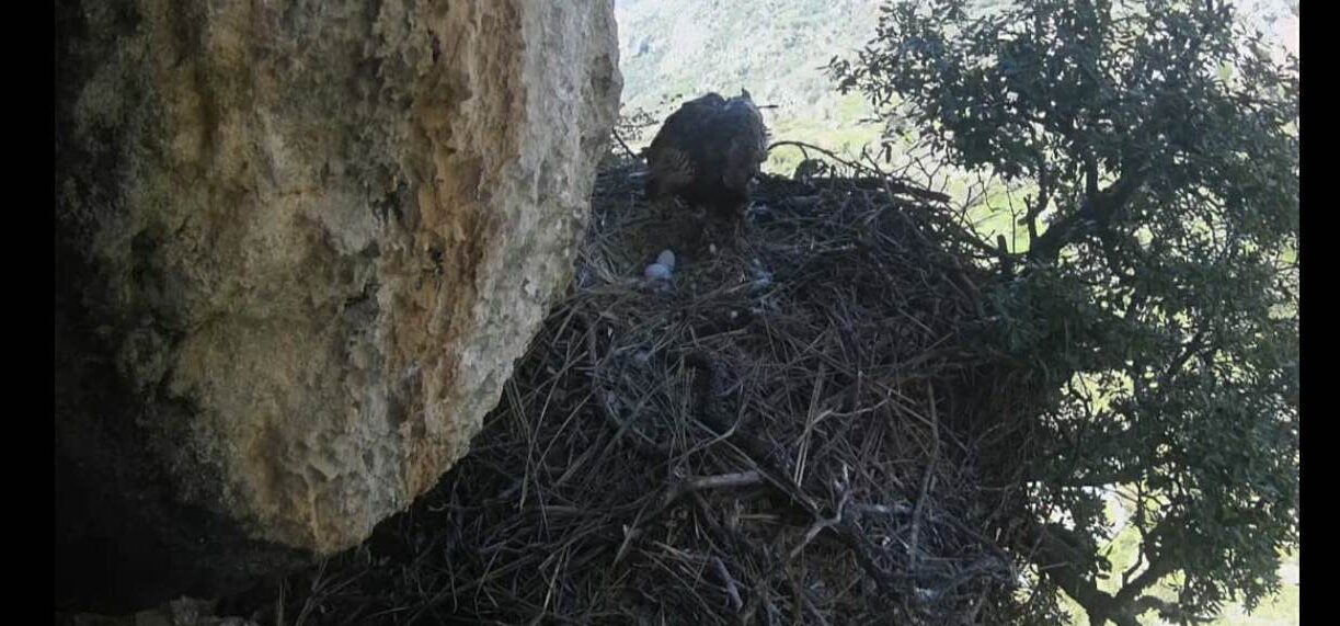 Parco dei Nebrodi, deposte 2 uova nel nido dell’Aquila Reale