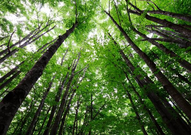 Crescono i boschi ‘sostenibili’, quasi 1mln di ettari