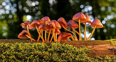I funghi possono “parlare”, il loro linguaggio è complesso come il nostro