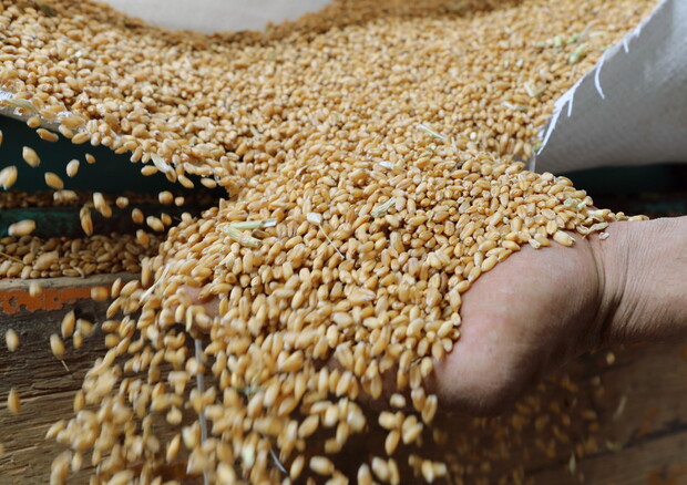 In Italia produzione di grano in crescita del 12%: sale a 4mln di tonnellate