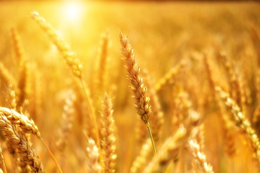 Salviamo il grano italiano: partita la petizione di Cia