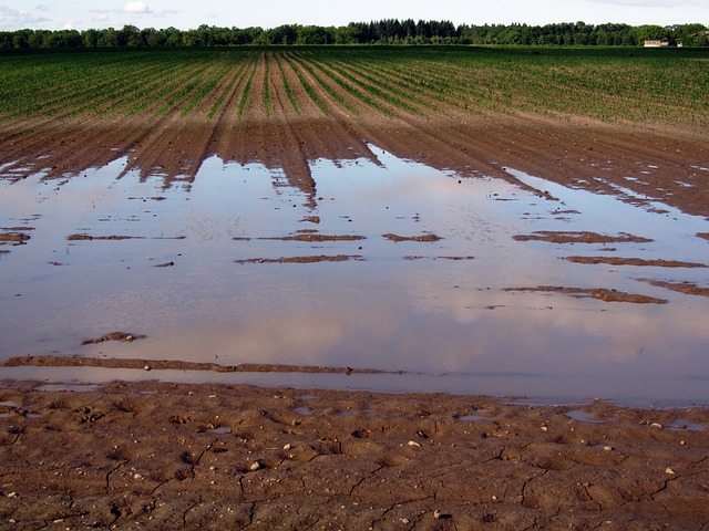 Grano e frutti spazzati via dalla pioggia: il maggio funesto dell’agricoltura siciliana