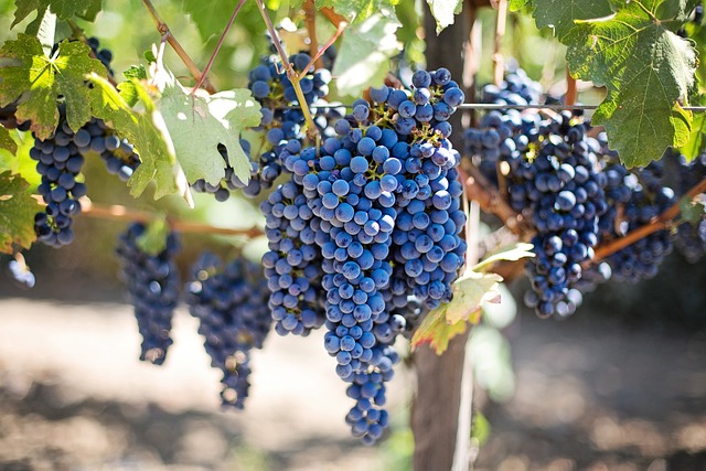 Dopo 30 anni la Sicilia avrà un nuovo Piano vitivinicolo regionale