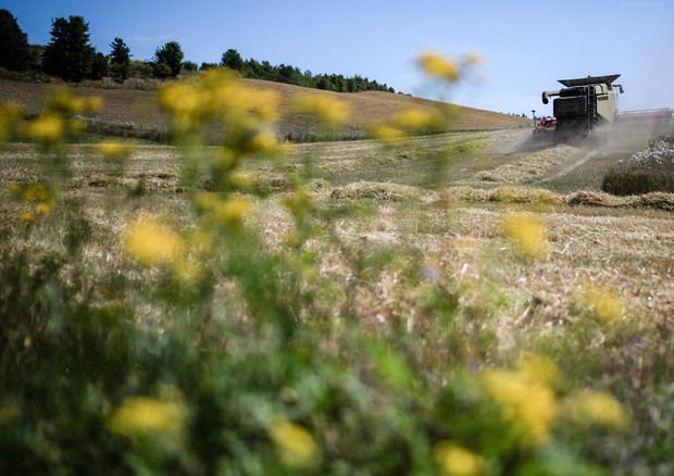 Pesticidi in agricoltura, in Italia calo del 43%