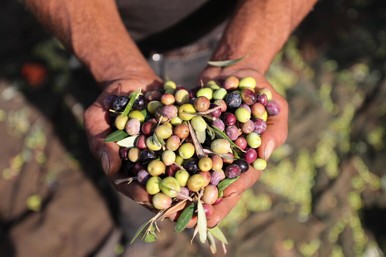 Olio d’oliva, la Turchia ha vietato esportazione