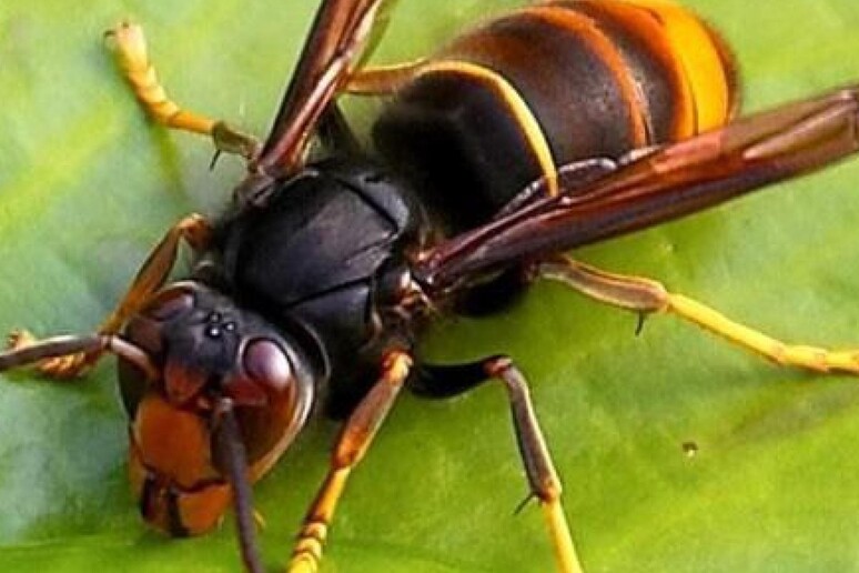 Vespa velutina, insetto alieno mette a rischio le piante