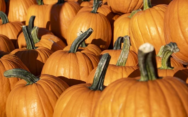 Meno zucche per Halloween: clima pazzo taglia il 20%