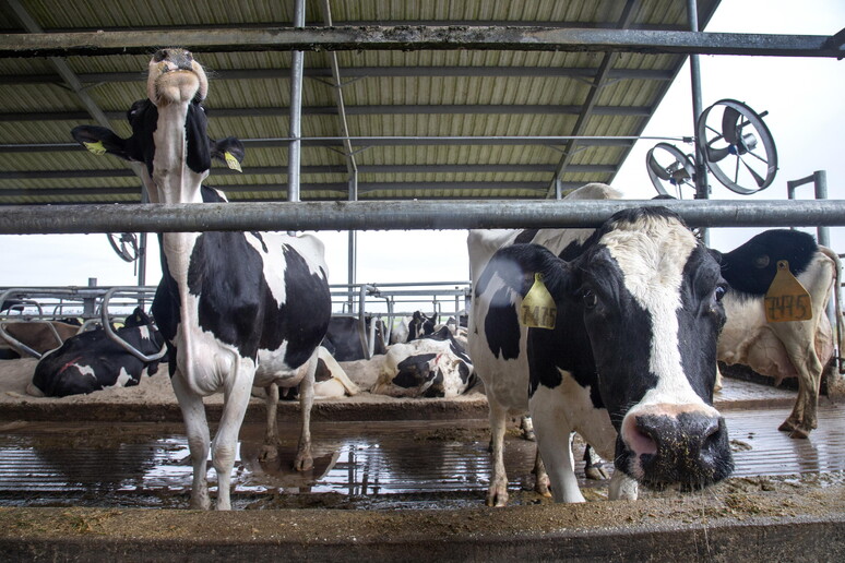 Produzione del latte in calo, 300 mila tonnellate in meno nelle aziende agricole Ue