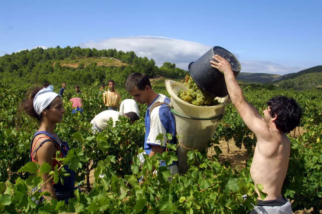 Spazio a nuovi agricoltori, in Sicilia i bandi da 98 milioni